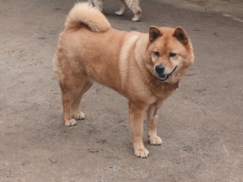 Pipa